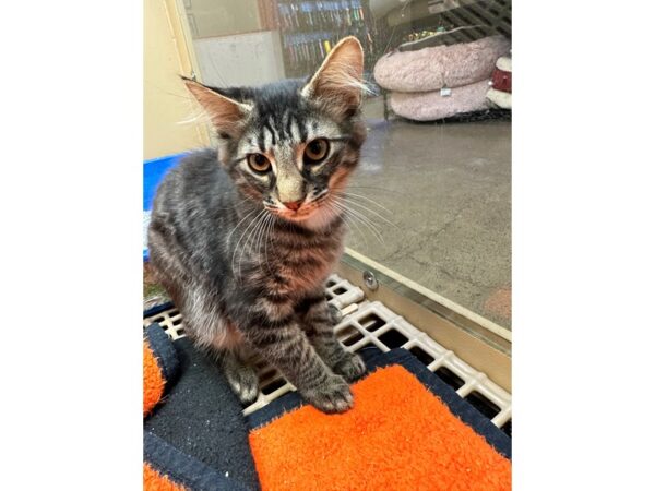 Domestic Medium Hair-CAT-Male-Black/Grey-3601-Petland Norwin, PA