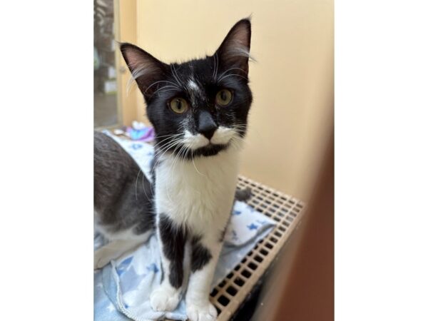 Domestic Long Hair CAT Male Black/White 3616 Petland Norwin, PA