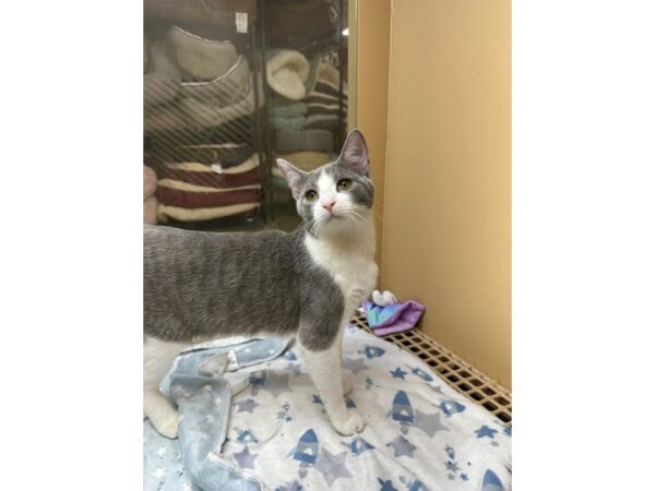 Domestic Short Hair CAT Female Grey/White 3615 Petland Norwin, PA