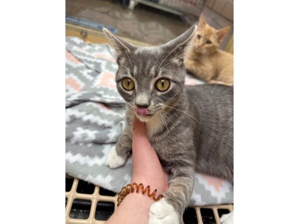 Domestic Short Hair-CAT-Male-Grey and White-3598-Petland Norwin, PA