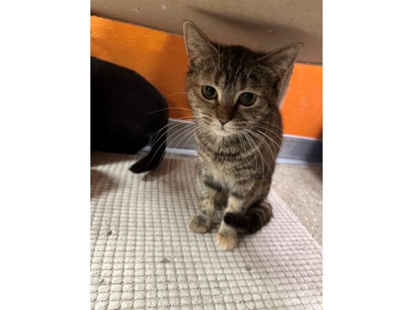 Domestic Short Hair CAT Female Brown/Tan 3611 Petland Norwin, PA