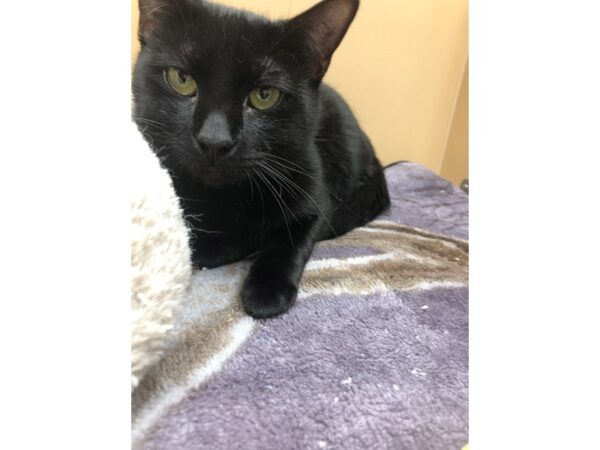 Domestic Short Hair CAT Male Black 3624 Petland Norwin, PA