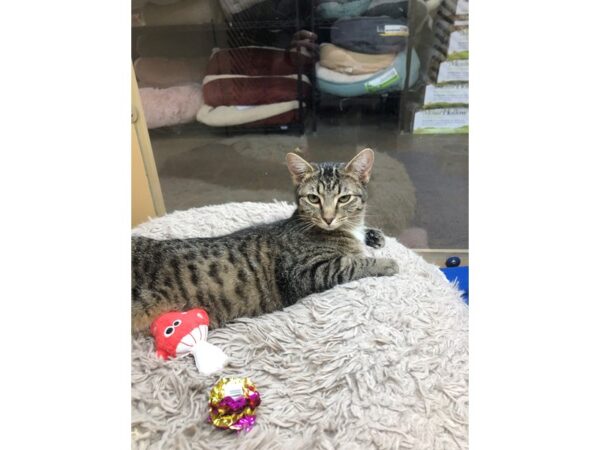 Domestic Short Hair CAT Male Tabby- black/brwob 3618 Petland Norwin, PA