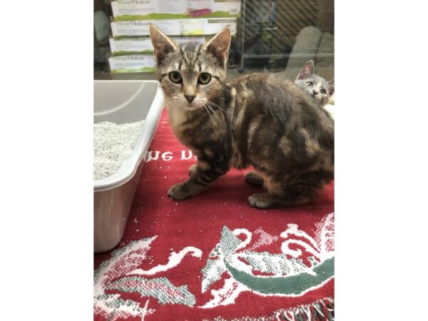 Domestic Medium Hair CAT Female Black/Tan 3619 Petland Norwin, PA