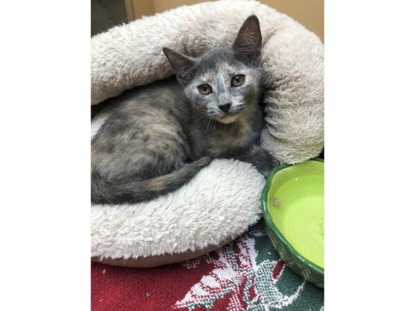 Domestic Short Hair CAT Female Dilute Calico 3633 Petland Norwin, PA