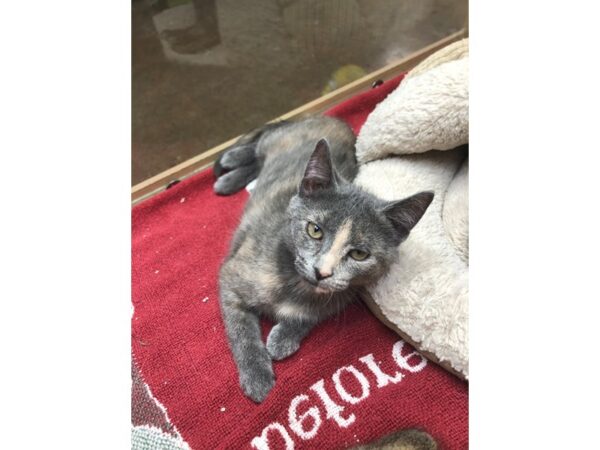 Domestic Short Hair CAT Female Dilute Calico 3632 Petland Norwin, PA