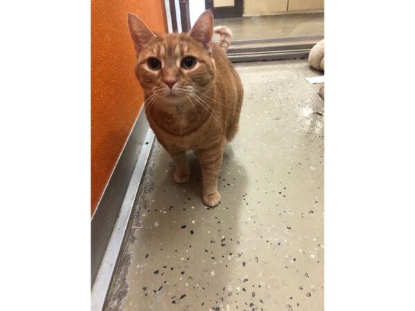 Domestic Short Hair CAT Female Orange/White Tabby 3627 Petland Norwin, PA