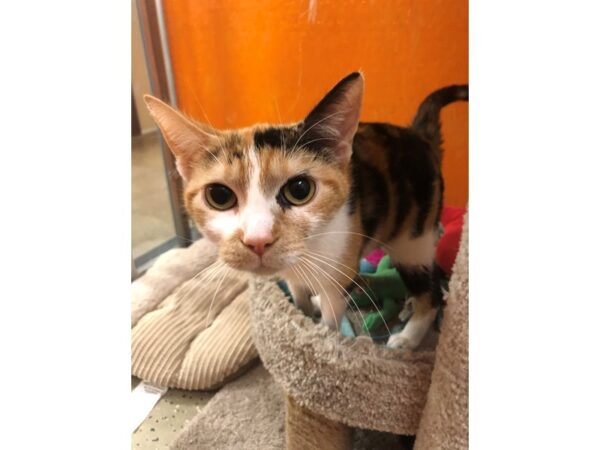 Domestic Short Hair CAT Female Black/Orange Calico 3626 Petland Norwin, PA