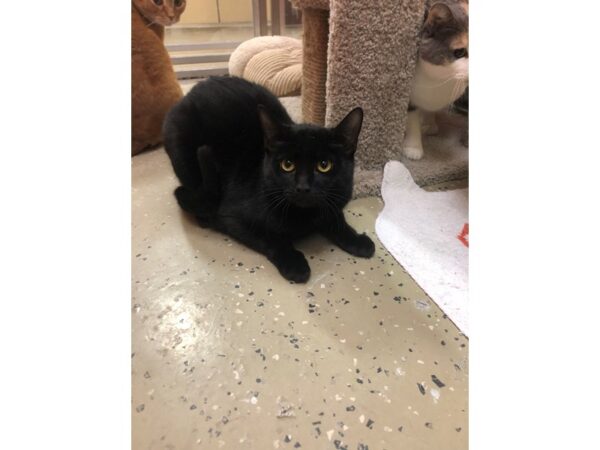 Domestic Short Hair CAT Female Black 3623 Petland Norwin, PA