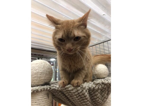 Domestic Long Hair-CAT-Male-Orange -Tabby-3625-Petland Norwin, PA