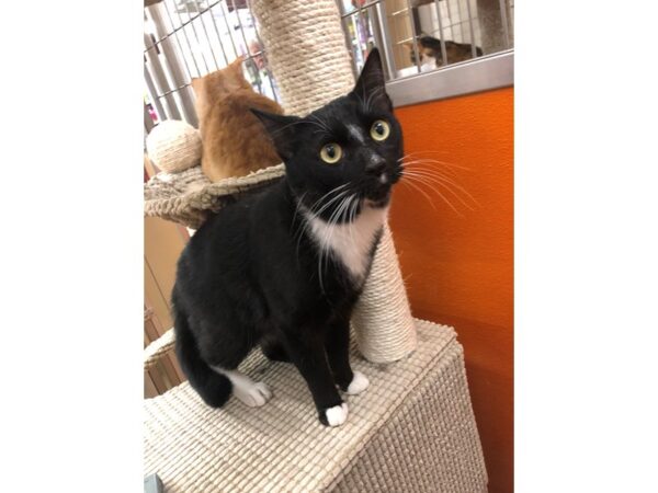 Domestic Short Hair CAT Male Black/White 3622 Petland Norwin, PA