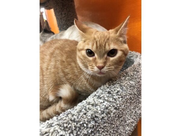 Domestic Short Hair CAT Female Orange/White Tabby 3620 Petland Norwin, PA