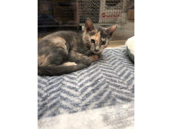 Domestic Short Hair DOG Female Dilute Calico 3634 Petland Norwin, PA