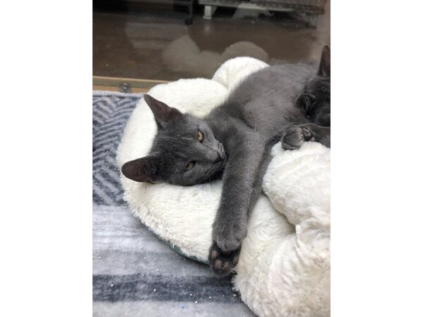 Domestic Short Hair CAT Male Grey 3635 Petland Norwin, PA