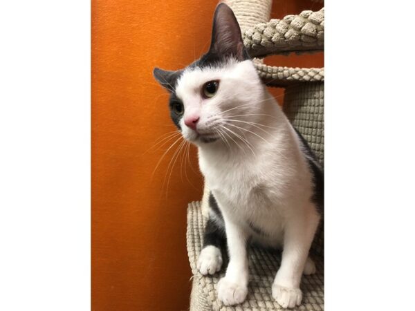 Domestic Short Hair CAT Male Grey/White 3630 Petland Norwin, PA