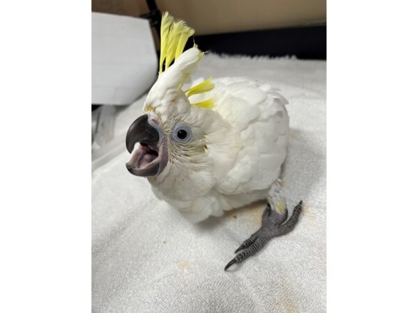 Triton Cockatoo-BIRD---3638-Petland Norwin, PA