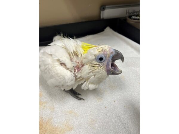 Triton Cockatoo-BIRD---3637-Petland Norwin, PA