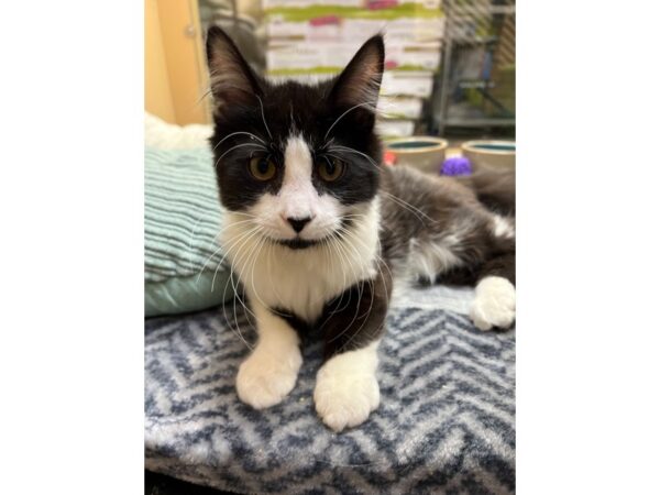 Domestic Long Hair CAT Male Black/White 3656 Petland Norwin, PA