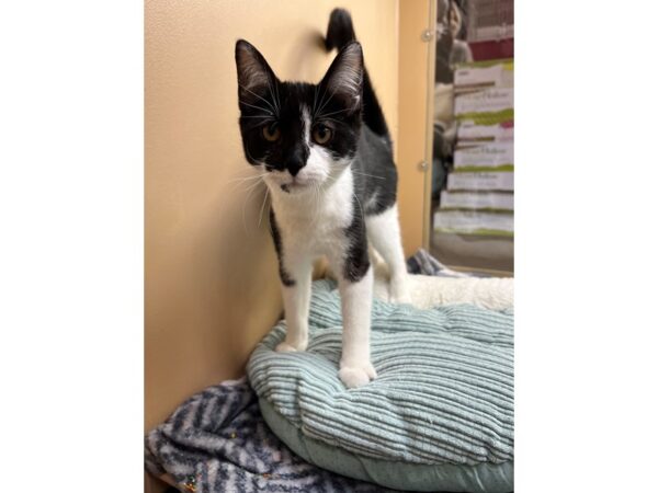 Domestic Short Hair CAT Male Black/White 3655 Petland Norwin, PA