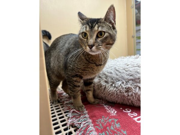 Domestic Short Hair CAT Female Brown Tabby 3648 Petland Norwin, PA