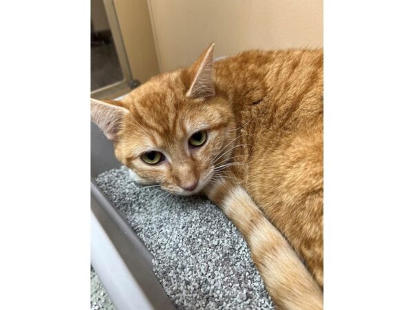 Domestic Short Hair CAT Male Orange/White Tabby 3657 Petland Norwin, PA