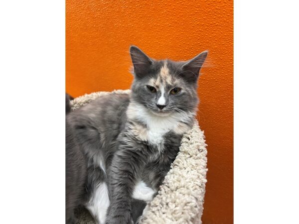 Domestic Medium Hair-CAT-Female-Grey/Tan Dilute Calico-3653-Petland Norwin, PA