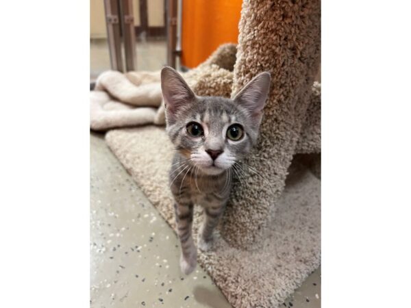 Domestic Short Hair CAT Female Grey 3658 Petland Norwin, PA