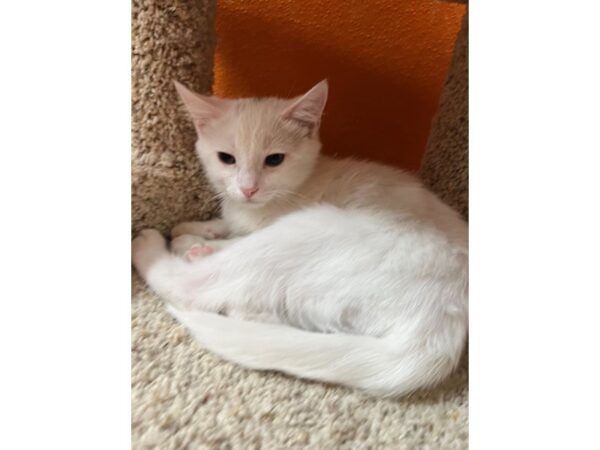 Domestic Short Hair CAT Male Grey/White 3650 Petland Norwin, PA