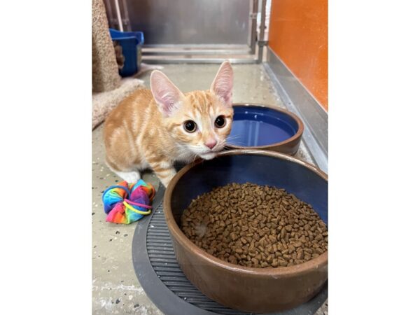 Domestic Short Hair CAT Male Orange/White Tabby 3651 Petland Norwin, PA