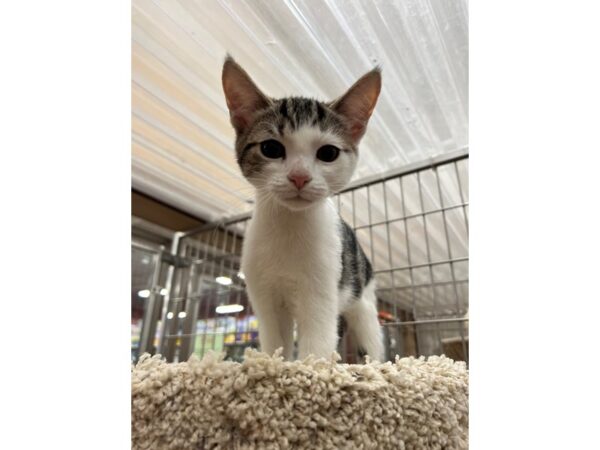 Domestic Short Hair CAT Male Brown/White Tabby 3652 Petland Norwin, PA