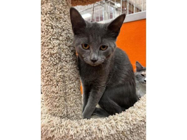 Domestic Short Hair CAT Male Grey 3654 Petland Norwin, PA