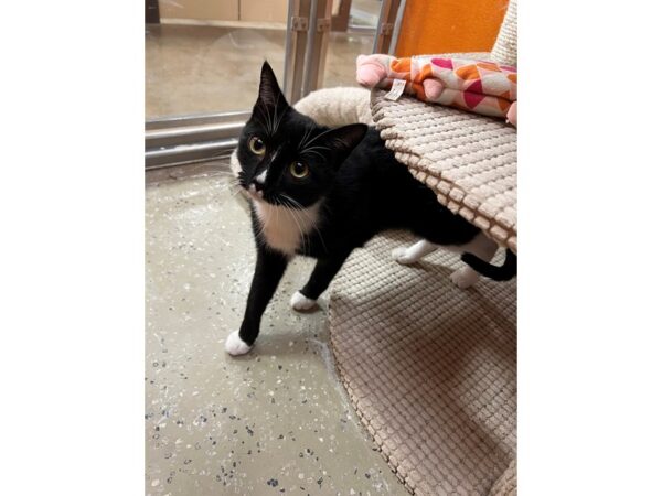 Domestic Short Hair CAT Female Black/White 3642 Petland Norwin, PA