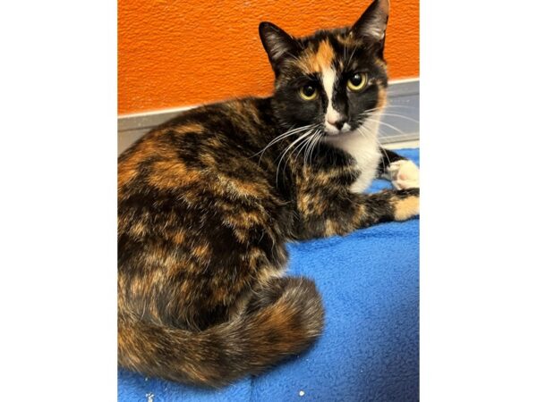 Domestic Short Hair CAT Female Black/Tan Calico 3644 Petland Norwin, PA