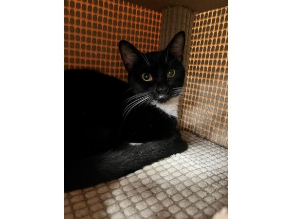 Domestic Short Hair CAT Female Black/White 3646 Petland Norwin, PA