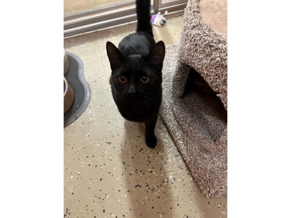 Domestic Short Hair CAT Male Black 3641 Petland Norwin, PA