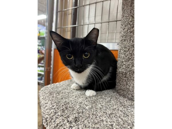 Domestic Short Hair CAT Female Black/White 3647 Petland Norwin, PA