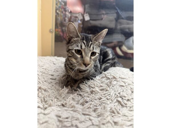 Domestic Medium Hair-CAT-Male-black and brown-3662-Petland Norwin, PA