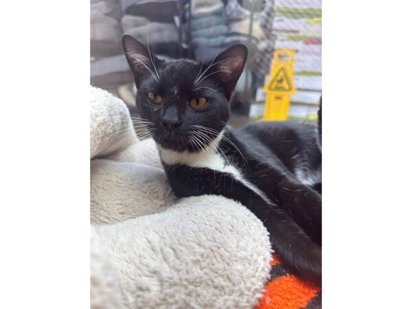 DSH Cat-CAT-Male-Black and White-3672-Petland Norwin, PA