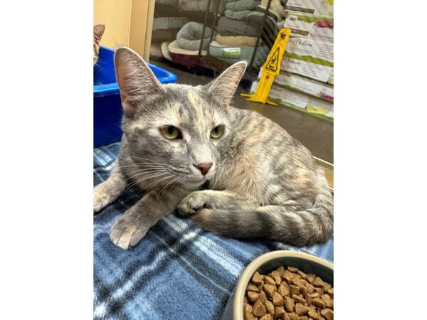 Domestic Short Hair CAT Female Dilute Calico 3681 Petland Norwin, PA