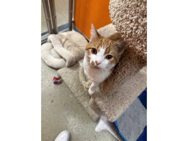 Domestic Short Hair CAT Male Orange White 3677 Petland Norwin, PA