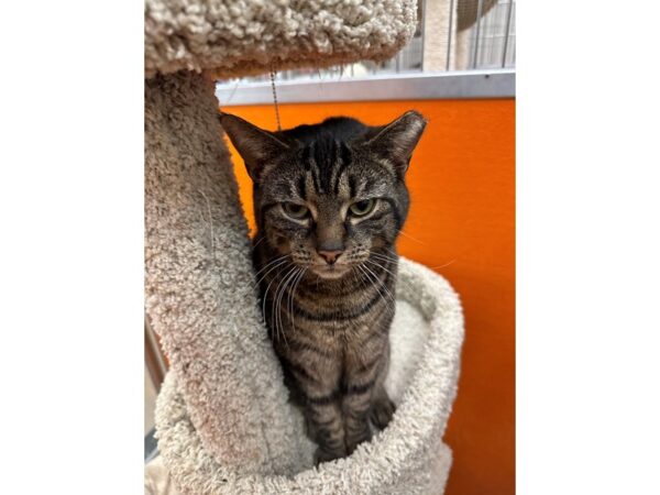 Domestic Short Hair CAT Male Gray Tabby 3678 Petland Norwin, PA