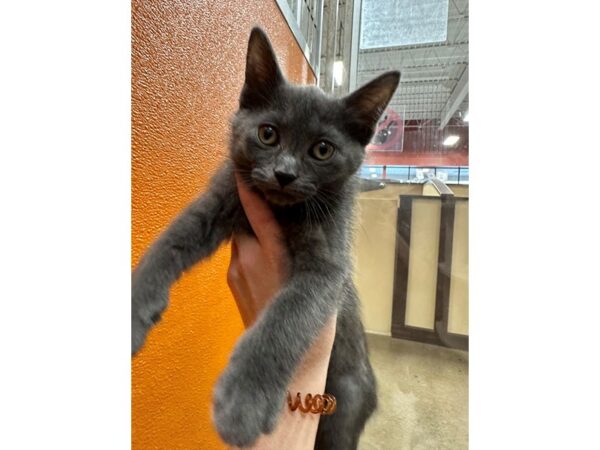 DSH Cat CAT Male Grey 3660 Petland Norwin, PA