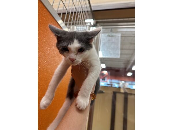 DSH Cat-CAT-Female-white and grey-3665-Petland Norwin, PA