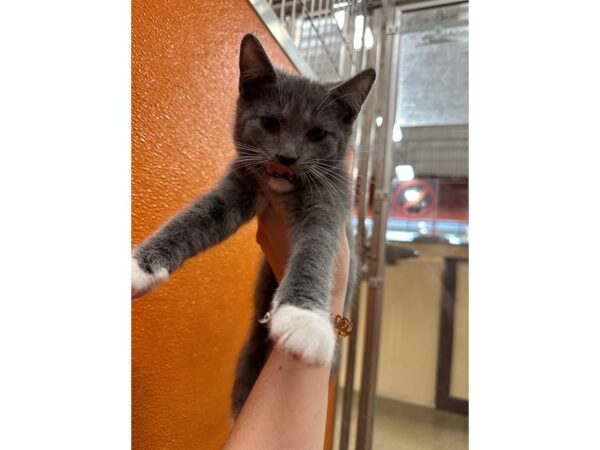 DSH Cat-CAT-Female-grey and white-3666-Petland Norwin, PA