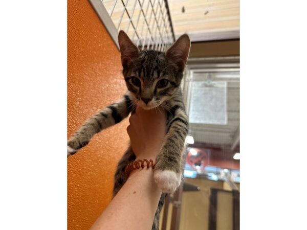 DSH Cat-CAT-Male-black and white-3671-Petland Norwin, PA