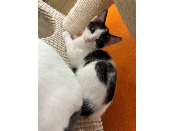 DSH Cat-CAT-Female-black and white-3668-Petland Norwin, PA