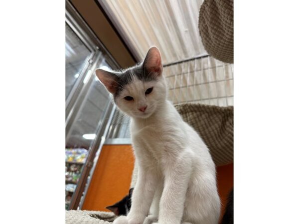 DSH Cat-CAT-Male-white and grey-3670-Petland Norwin, PA