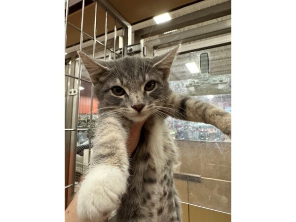 DSH Cat CAT Female grey and white 3669 Petland Norwin, PA