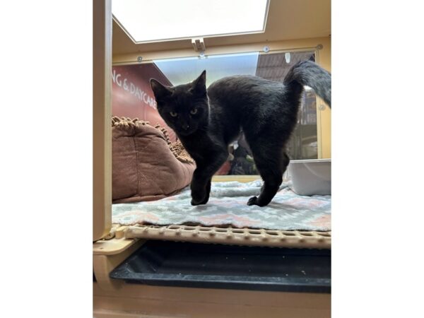 Domestic Short Hair CAT Female Black 3675 Petland Norwin, PA