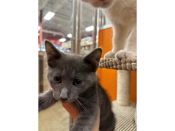 DSH Cat-CAT-Male-Grey-3659-Petland Norwin, PA